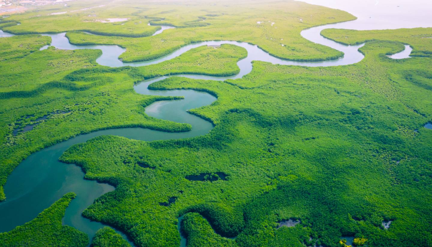 Gambia - Mangroves in Gambia